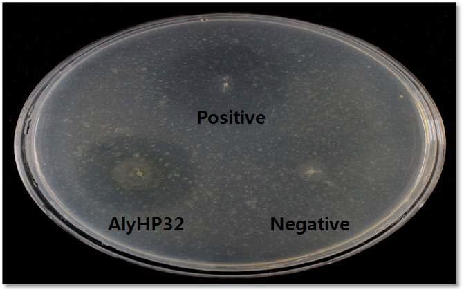 Alginate lyase 활성을 지닌 성게 내장유래 AlyHP32 균주의 CPC assay 결과