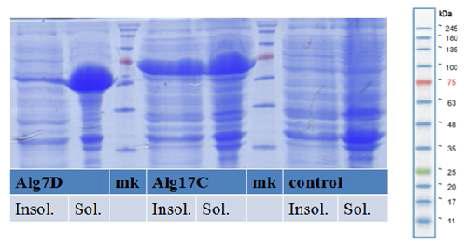 Alg7D와 Alg17C의 SDS-PAGE결과