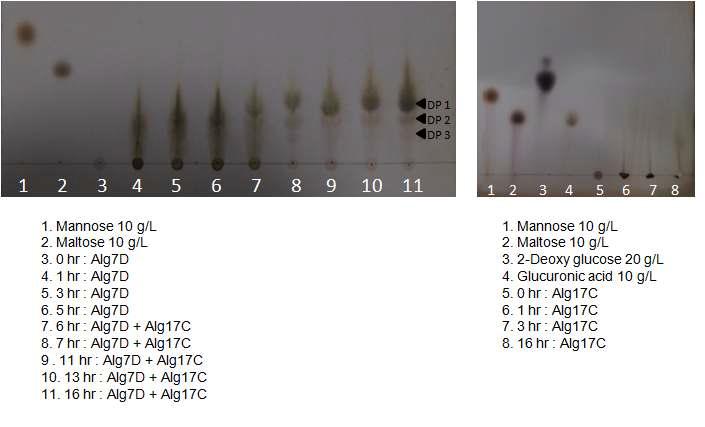 알긴산의 효소적 분해 TLC 결과