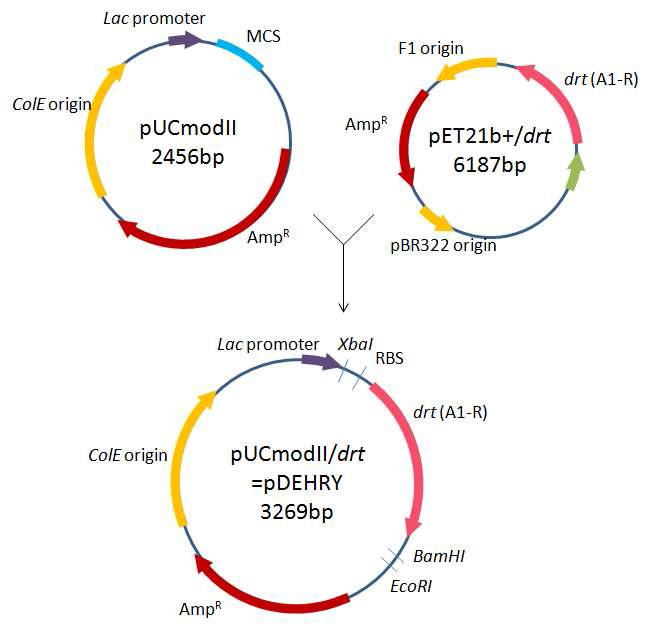 재조합 플라스미드(pDEHRY) 제작 모식도