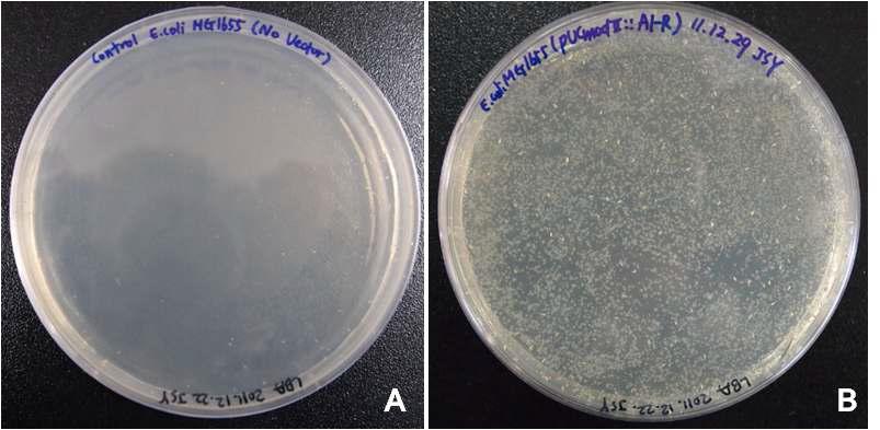 Transformation of pDEHRY into E. coli DH5α