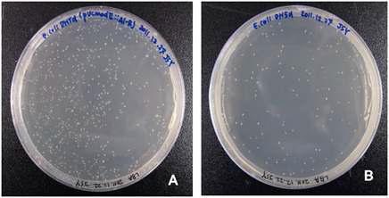 Transformation of pDEHRY into E. coli MG1655