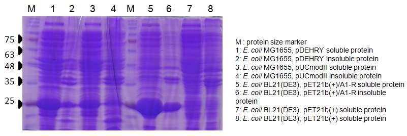 DEH-reductase인 A1-R 발현 SDS-PAGE 결과
