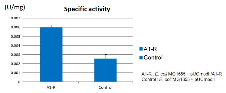 A1-R specific activity