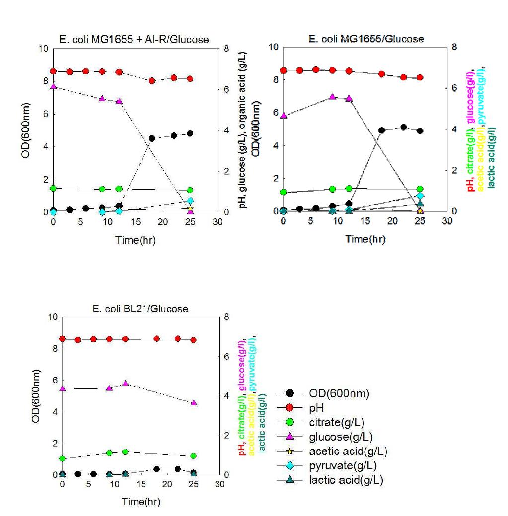 Glucose를 탄소원으로 이용한 E. coli 균주의 flask culture