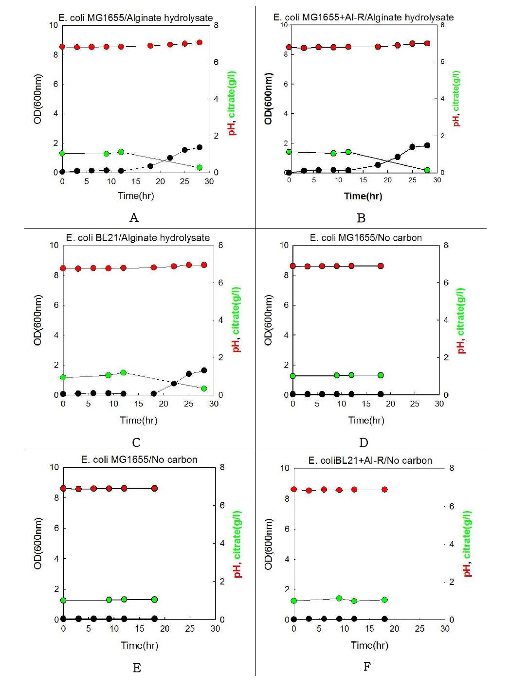 알긴산 분해물를 탄소원으로 이용한 E. coli 균주의 flask culture (A,B, C)와 탄소원이 없이 배양한 E. coli 균주의 Flask culture (D, E, F) 결과
