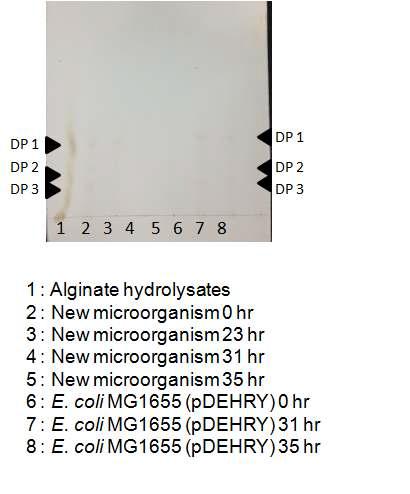 신규미생물 배양액의 TLC 결과