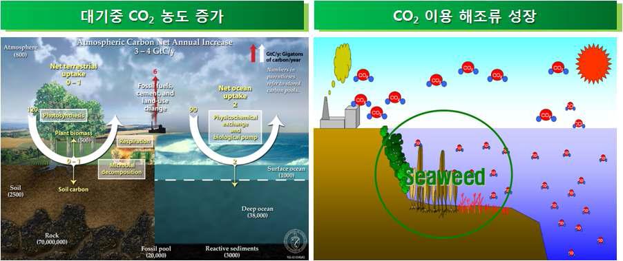 해조류의 이산화탄소 포집 및 저장 효과