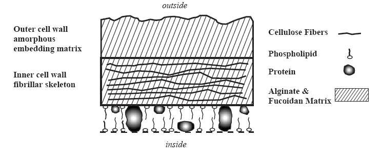 Cell wall structure in the brown algae.