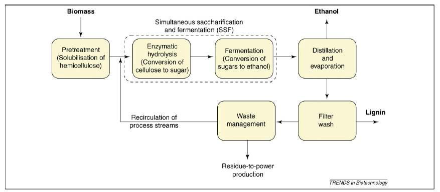 바이오매스로부터 에탄올 생산 공정 개요.