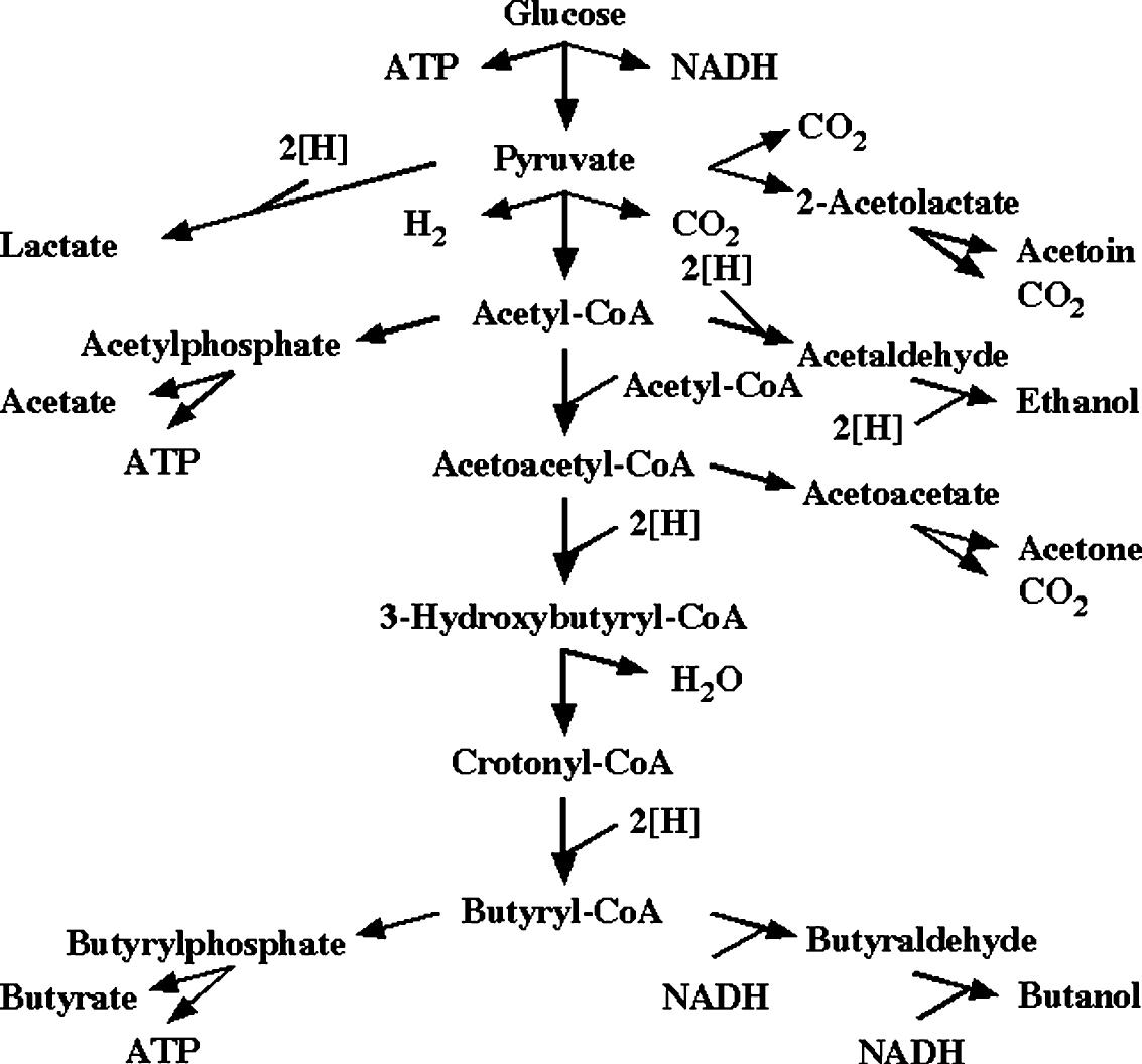 Clostridium acetobutylicum 에 의한 부탄올 대사과정.