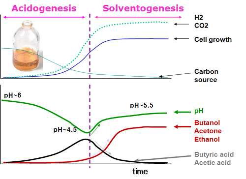 산발효와 용매발효로 구성된 부탄올 생산과정.