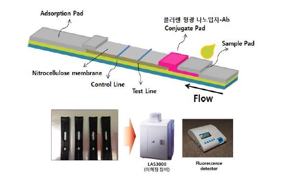 그림 7. 풀러렌 형광 나노입자를 이용한 래피드 키트 (면역진단 스트립) 모식도(위)와스트립 및 진단기기 사진(아래)