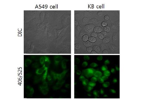 그림 8. 풀러렌 나노입자를 처리한 A549 cell 과 KB cell 의 형광현미경 사진