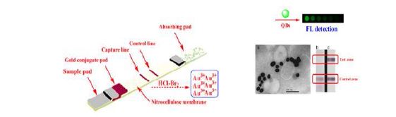 그림. 양자점과 금나노입자를 이용한 스트립센서 모식도(왼쪽)와 이를 이용한 인풀루엔자바이러스 진단 스트립 사진(오른쪽)