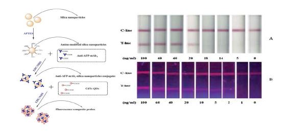 그림. 실리카 나노입자와 양자점의 하이브리드 나노입자를 제조하는 모식도 (왼쪽)와 이를이용한 AFP 의 정량적 진단의 비교 (오른쪽 A: 금나노입자, B:하이브리드 나노입자)