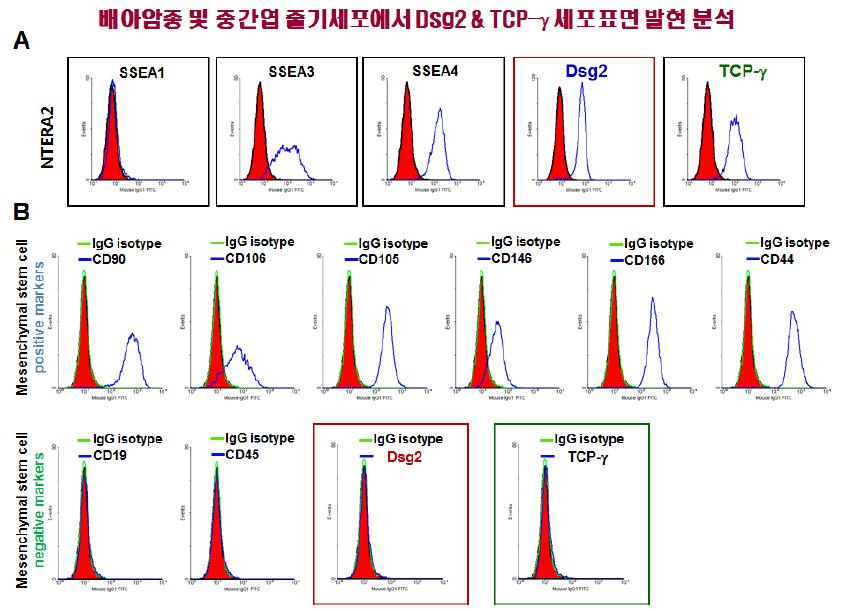 MSC 및 embryonic carcinoma 세포 Dsg2 및 TCP-γ 발현 분석