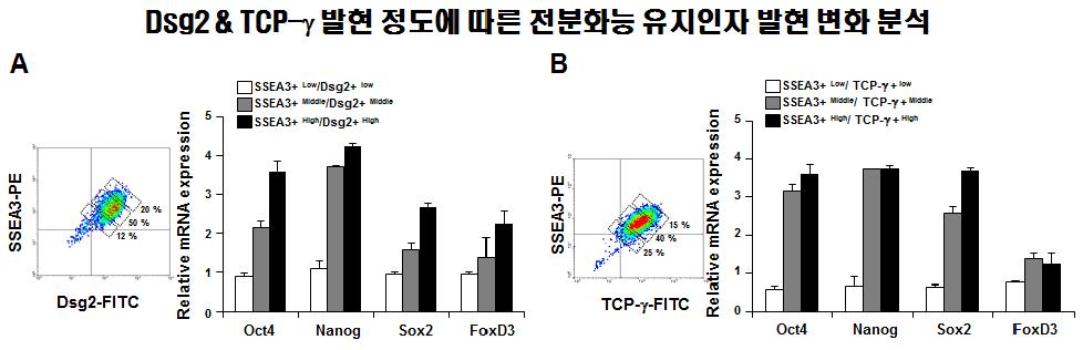 Dsg2 및 TCP-γ 발현정도에 따른 전분화능 유지인자 발현 분석