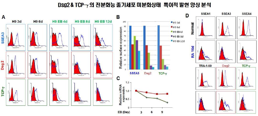 Dsg2및 TCP-γ의 미분화상태 배아줄기세포 특이적 발현양상 분석