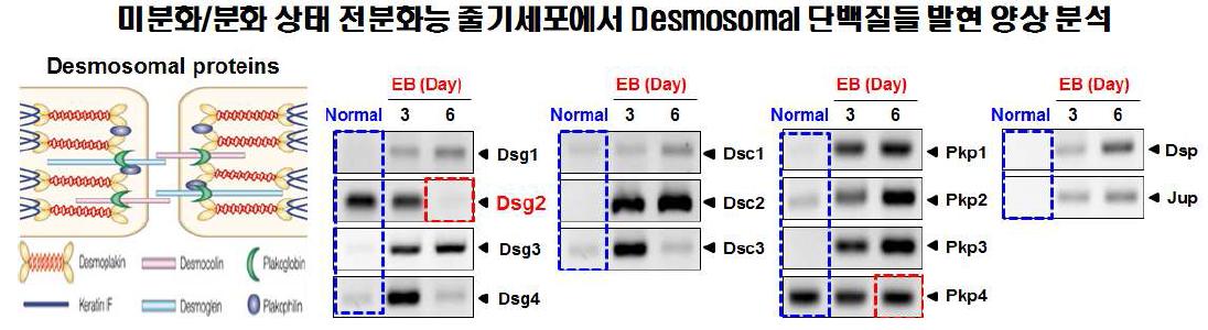 미분화 및 분화상태 배아줄기세포에서 desmosomal proteins 발현양상 분석