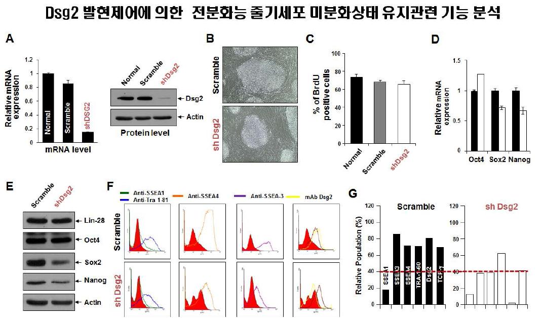 Dsg2 발현제어 및 이에 따른 증식 및 표지인자 발현 변화 분석