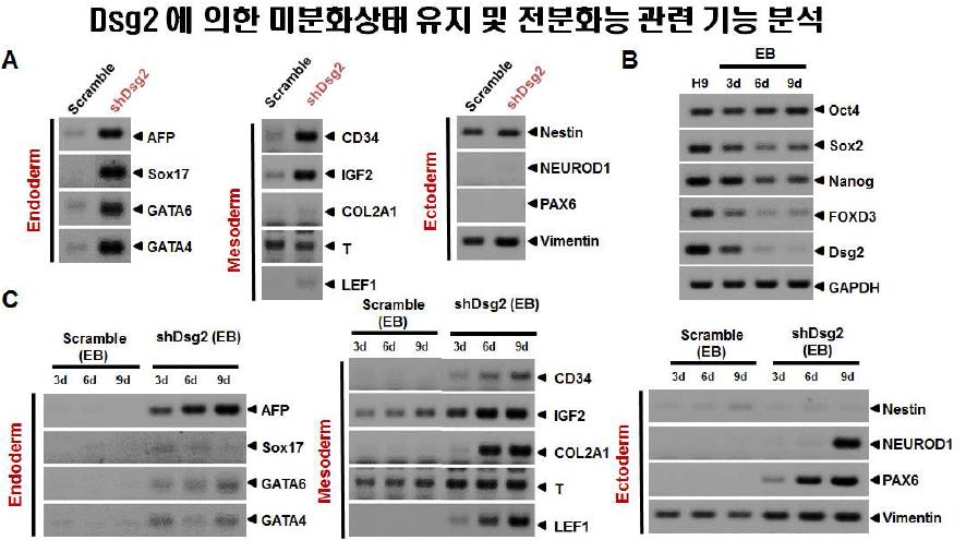 Dsg2 발현제어 따른 분화조절 분석