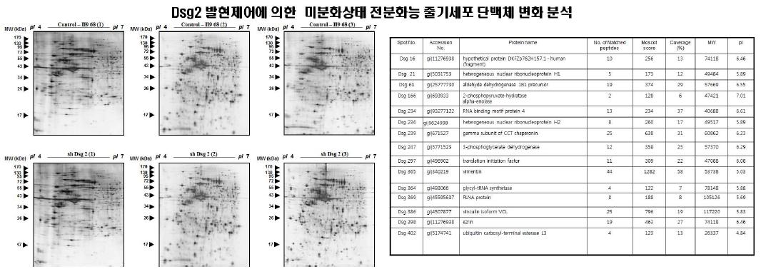 2D 분석을 통한 대조군 및 Dsg2제어세포에서 단백체 변화 분석