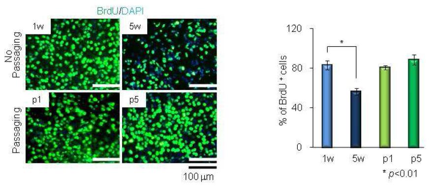 BrdU 면역 염색방법을 통한 계대 배양한 배아체의 증식 확인
