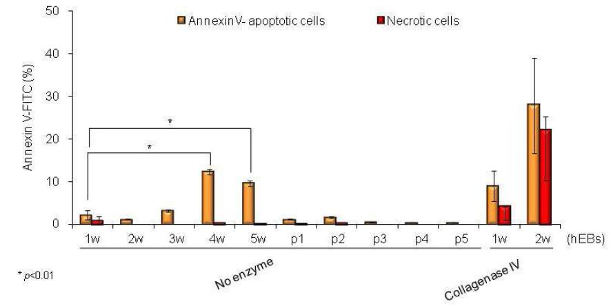 Annexin V 유세포 분석방법을 통한 계대 배양한 배아체의 아폽토시스 감소 확인