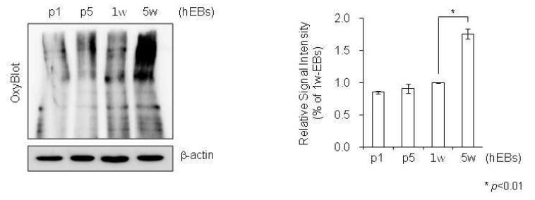 단백질 Oxidation assay 분석방법을 통한 계대 배양한 배아체의 산화적 스트레스 감소 확인