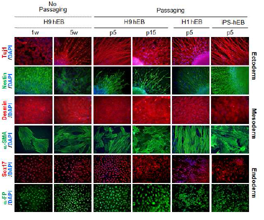 면역 염색방법을 통한 계대 배양한 배아체의 분화능 유지 확인
