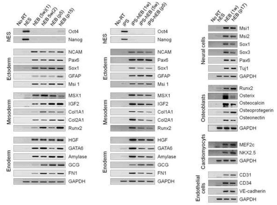 Real-time RT-PCR을 통한 계대 배양한 배아체의 특정 세포타입으로의 분화능 확인