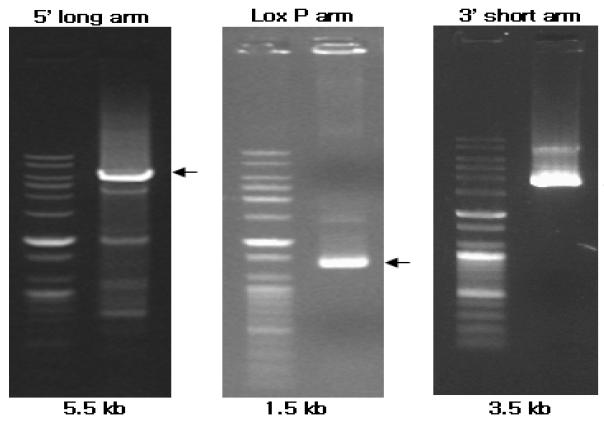 psmc-3의 PCR products