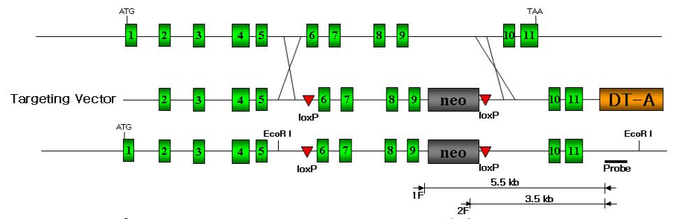 psmc-3 conditional knock-out 벡터