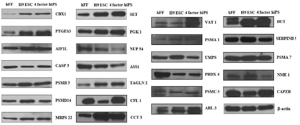 Western blot 실험을 통한 발굴 단백질의 검증