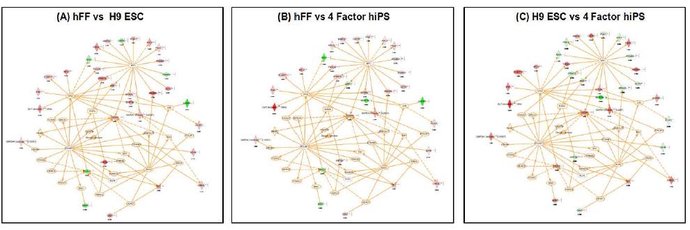 IPA software를 이용하여 성체세포, 역분화 줄기세포, 배아줄기세포간의 신호전달 경로의 변화 분석 이미지