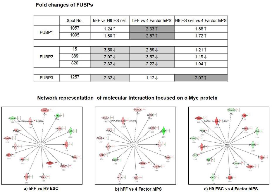 FUBP들의 발현 변화 요약 및 c-Myc 기준의 신호전달 경로의 변화 분석 이미지