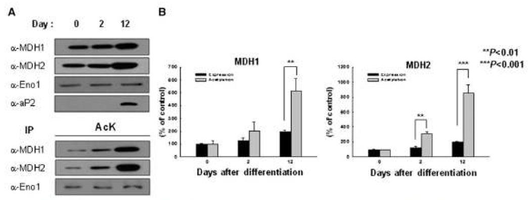 분화동안 MDH1과 MDH2의 발현양 및 아세틸화 정도측정