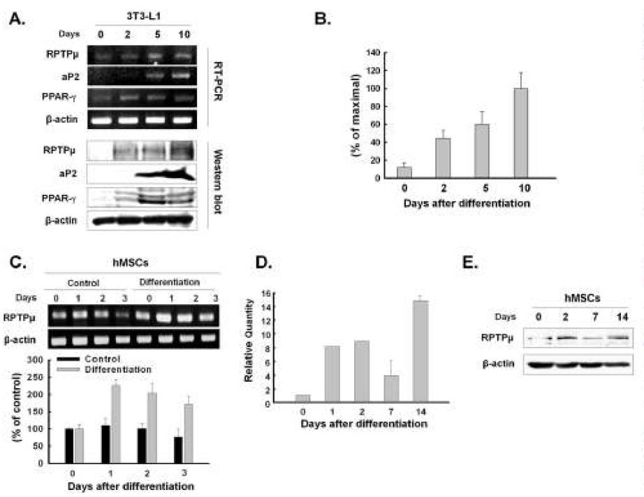 지방세포 분화시의 PTPRμ의 발현 변화 분석
