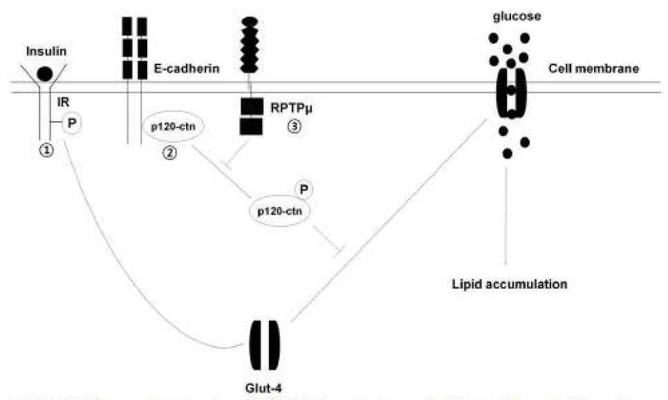 RPTPμ의 지방세포 분화 관여 기전 제안