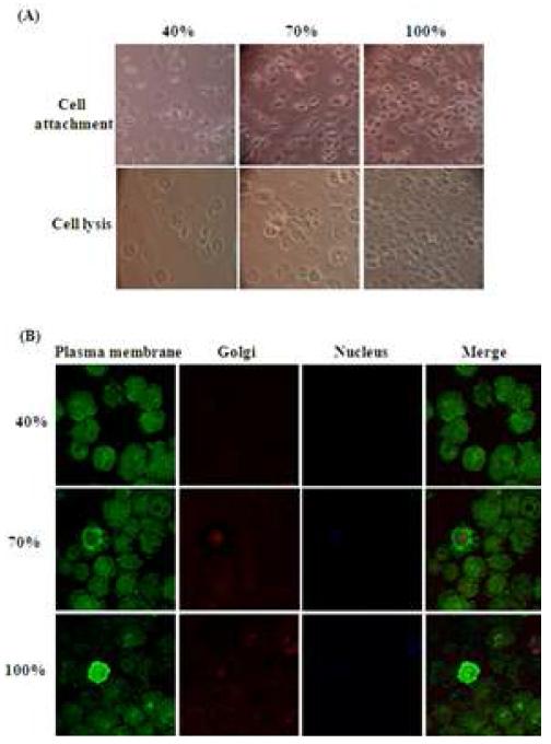 Adhesion시 confluency에 따른 plasma membrane 분리 효율의 차이