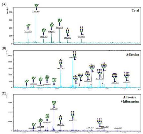 MALDI-TOF을 이용한 CHO 세포의 N -당사슬 분석