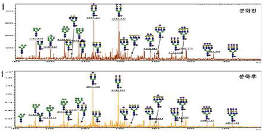 Ntera-2 세포의 분화 전후의 MALDI-TOF 당사슬 프로파일