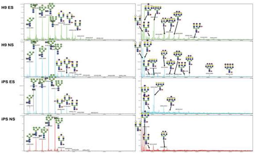 MALDI-TOF를 이용한 ESC와 iPS의 N-당사슬 구조 차이 분석