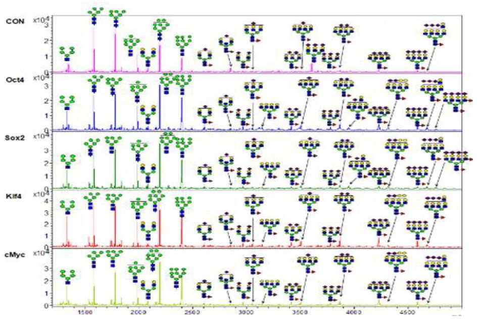 역분화 줄기세포 유도인자에 의한 N-당사슬 구조변화 비교