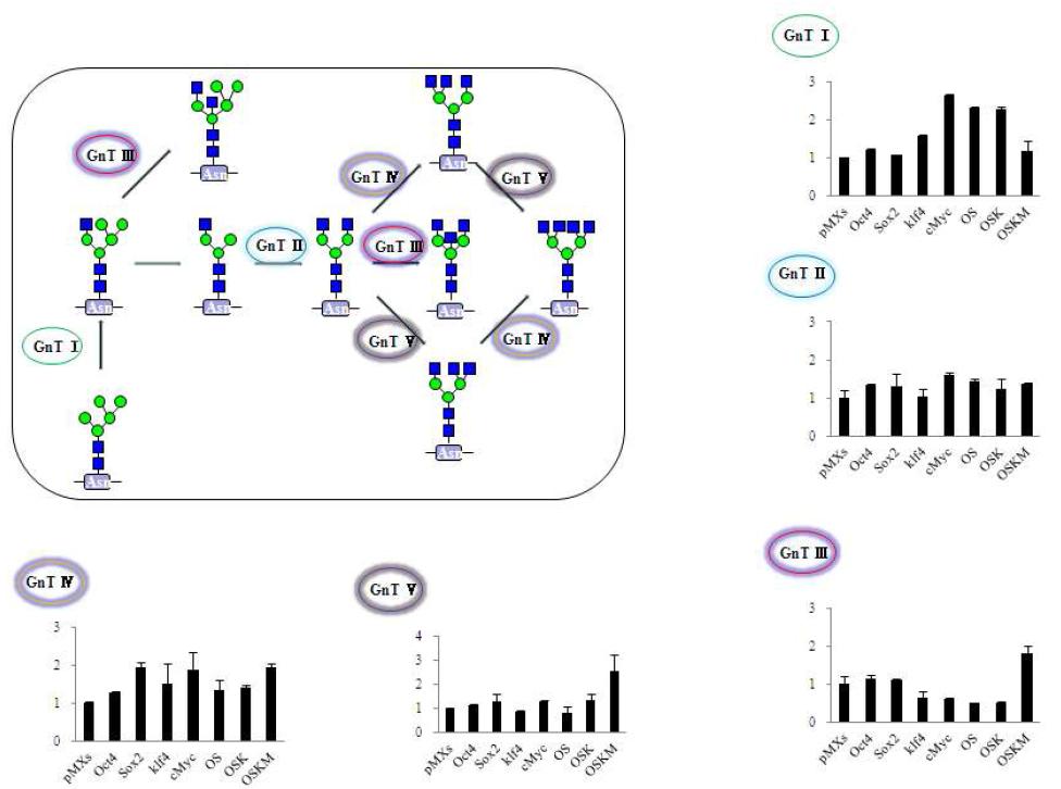 N-acetylglucosaminyltransferase 유전자 그룹의 발현 변화 분석