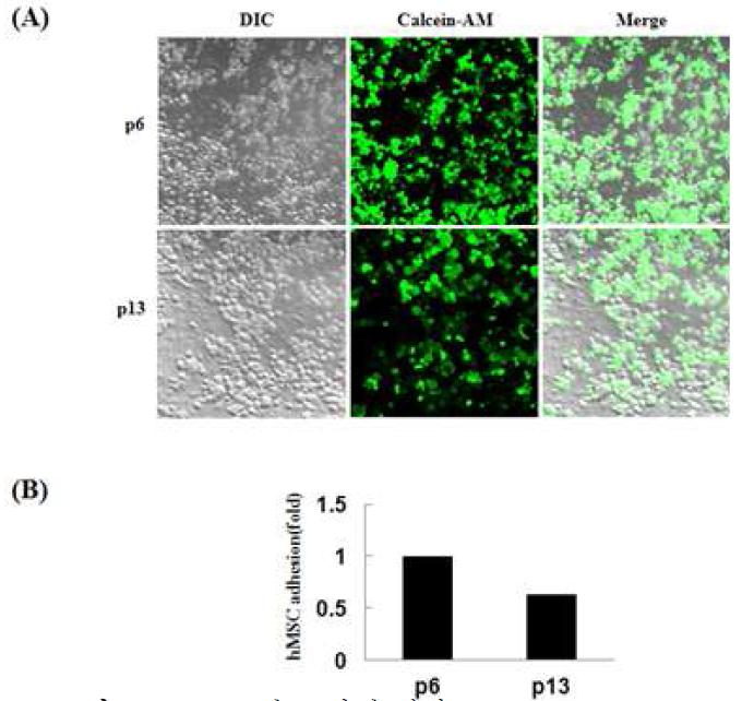 hMSC의 노화에 따라 cell-to-cell adhesion 감소