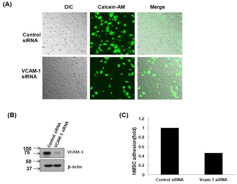 VCAM-1 siRNA transfection된 hMSC의 adhesion 기능 감소