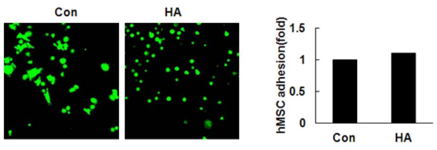 노화된 hMSC에 hyaluronan 처리에 의한 cell adhesion 변화