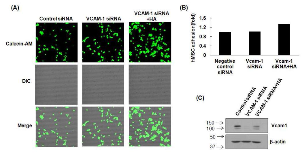 VCAM-1 siRNA와 hyaluronan처리에 의한 cell adhesion 영향